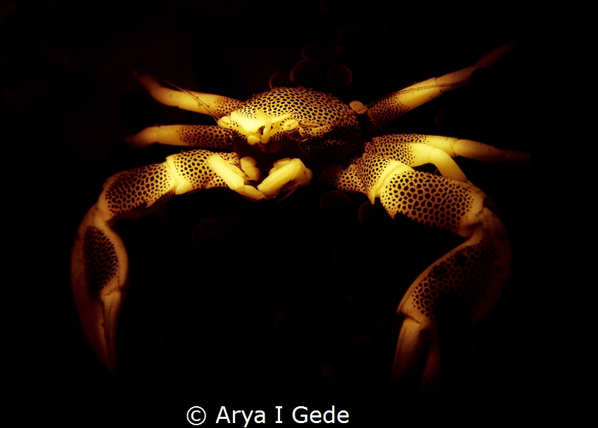 ANEMON
  CRAB

 by Arya I Gede 