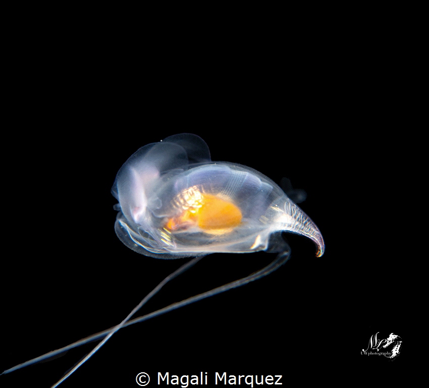 Sea Butterfly 
Bonfire diving 
Aguadilla Puerto Rico by Magali Marquez 