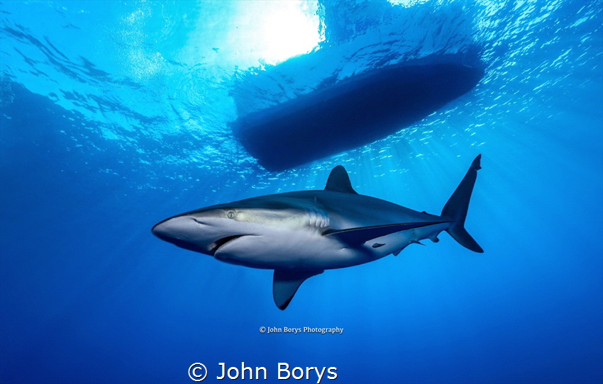 Silky in the sunlight off the coast of Jupiter, Fl. by John Borys 