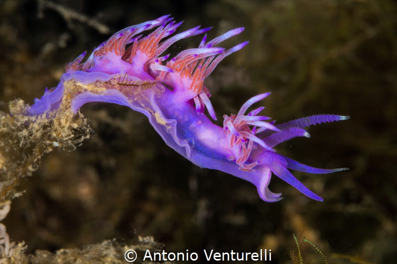 Flabellina affinis nudibranch in Mediterranean Sea_2022
... by Antonio Venturelli 