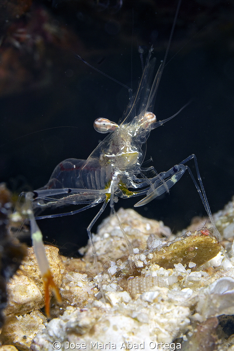 Longarm Sand Glass Shrimp or Ghost Shrimp, Periclimenes t... by Jose Maria Abad Ortega 