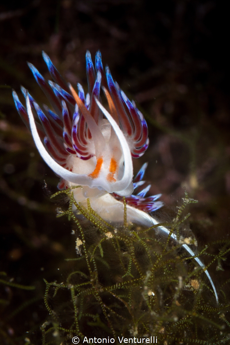 Summer is good time to shot these beautiful nudibranchs. ... by Antonio Venturelli 