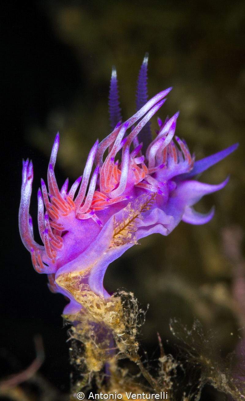 Flabellina from behind_2022
(Canon100,1/250,f18,iso200) by Antonio Venturelli 