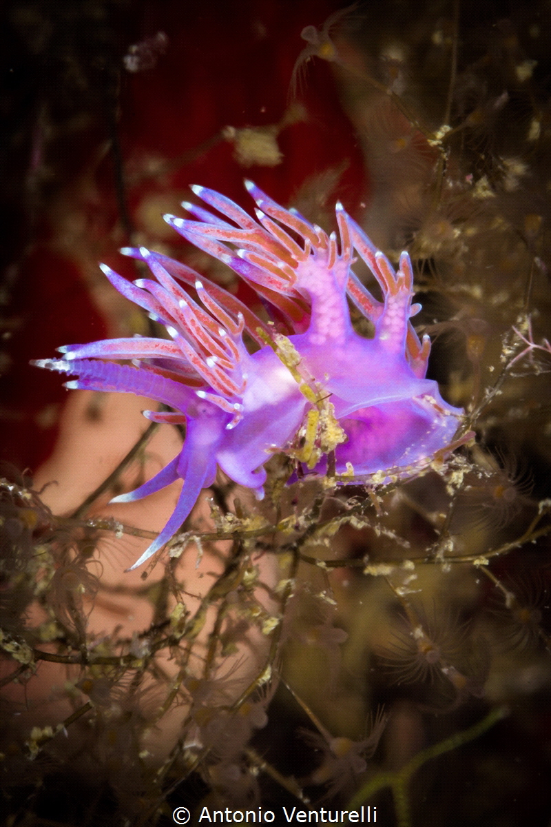 Purple sea slug ( Flabellina affinis). We can see it ofte... by Antonio Venturelli 