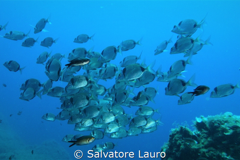 a school of zebra sea-bream by Salvatore Lauro 