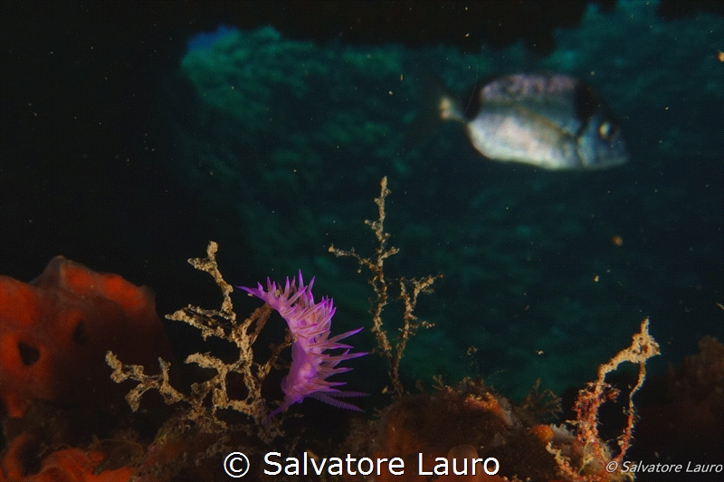 nudibranch by Salvatore Lauro 