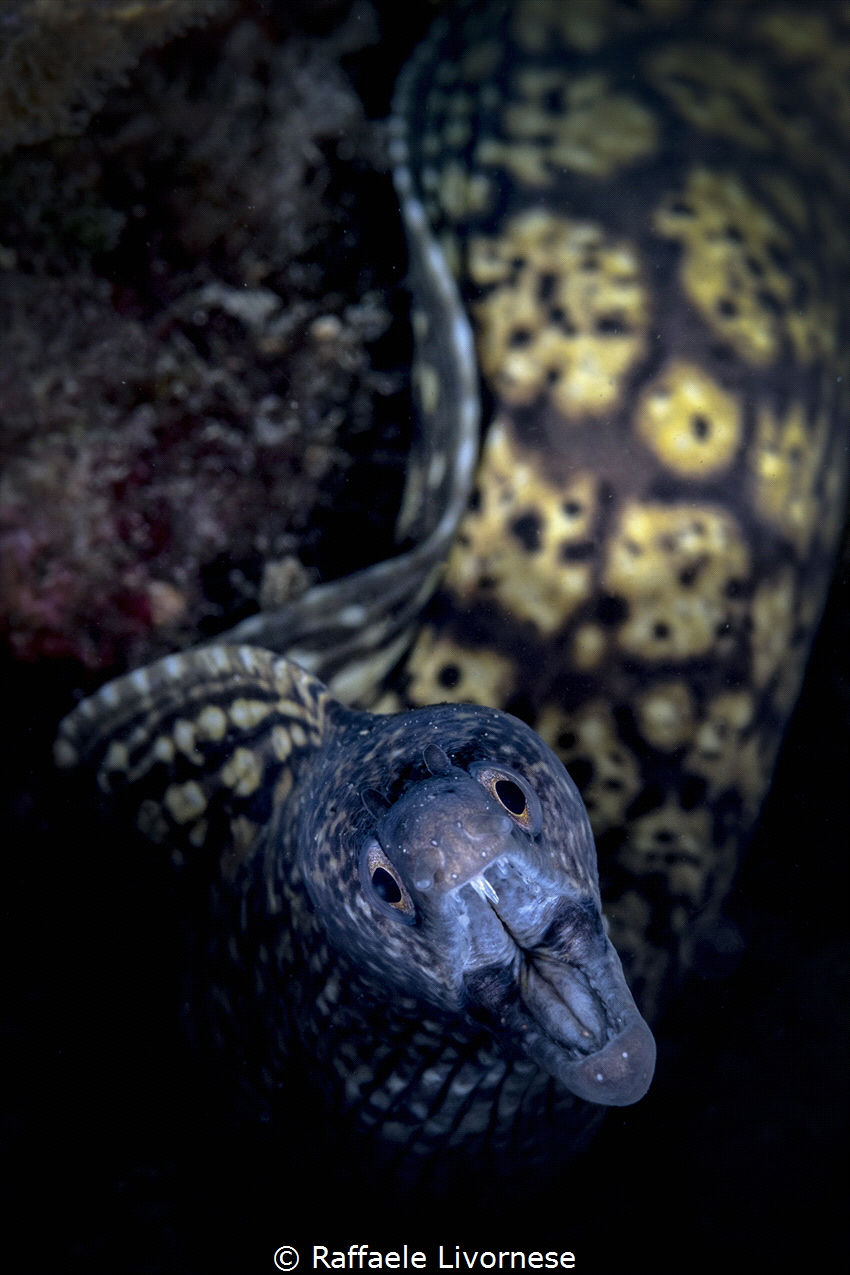 Moray eel by Raffaele Livornese 