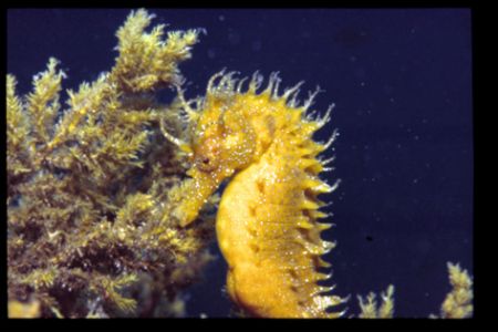 Seahorse in croatia! by Andy Kutsch 
