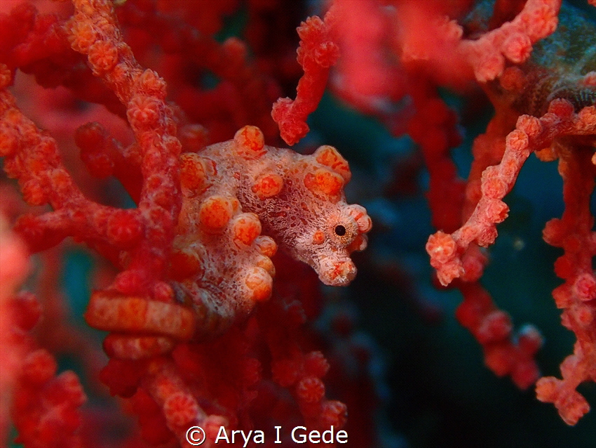 pygme seahorse

take by olympus tg4+macro lanse and tor... by Arya I Gede 