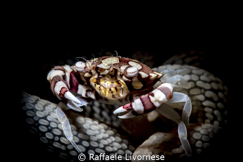 Harlequin crab with snooted strobe light by Raffaele Livornese 