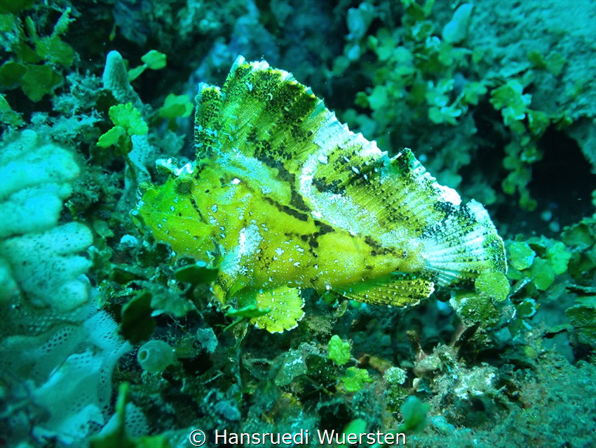 Taenianotus triacanthus • The Leaf Scorpionfish or Paperfish by Hansruedi Wuersten 