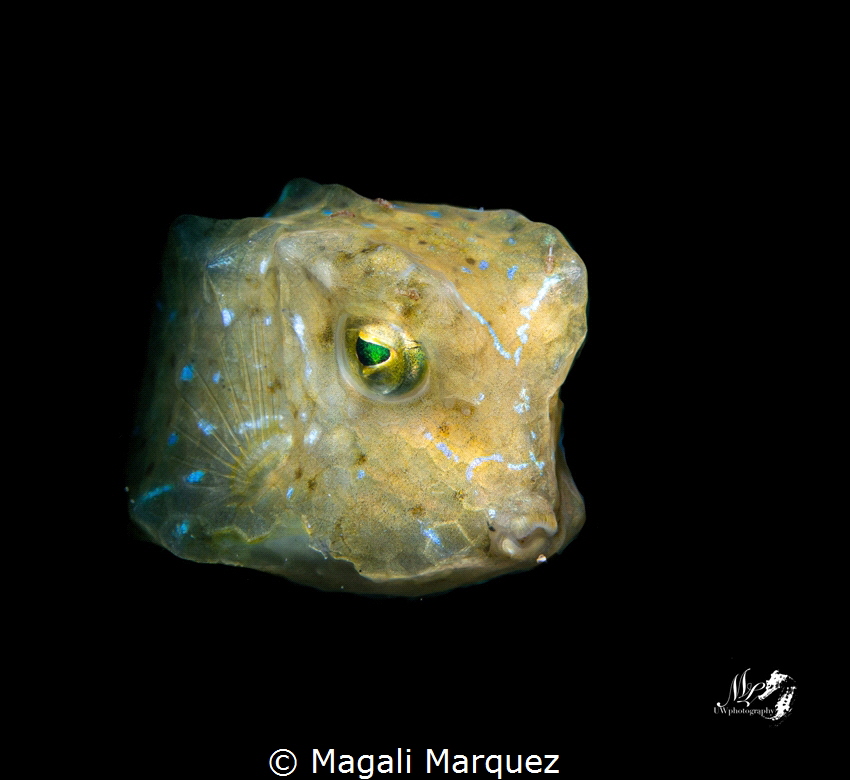 Cubicus Boxfish by Magali Marquez 