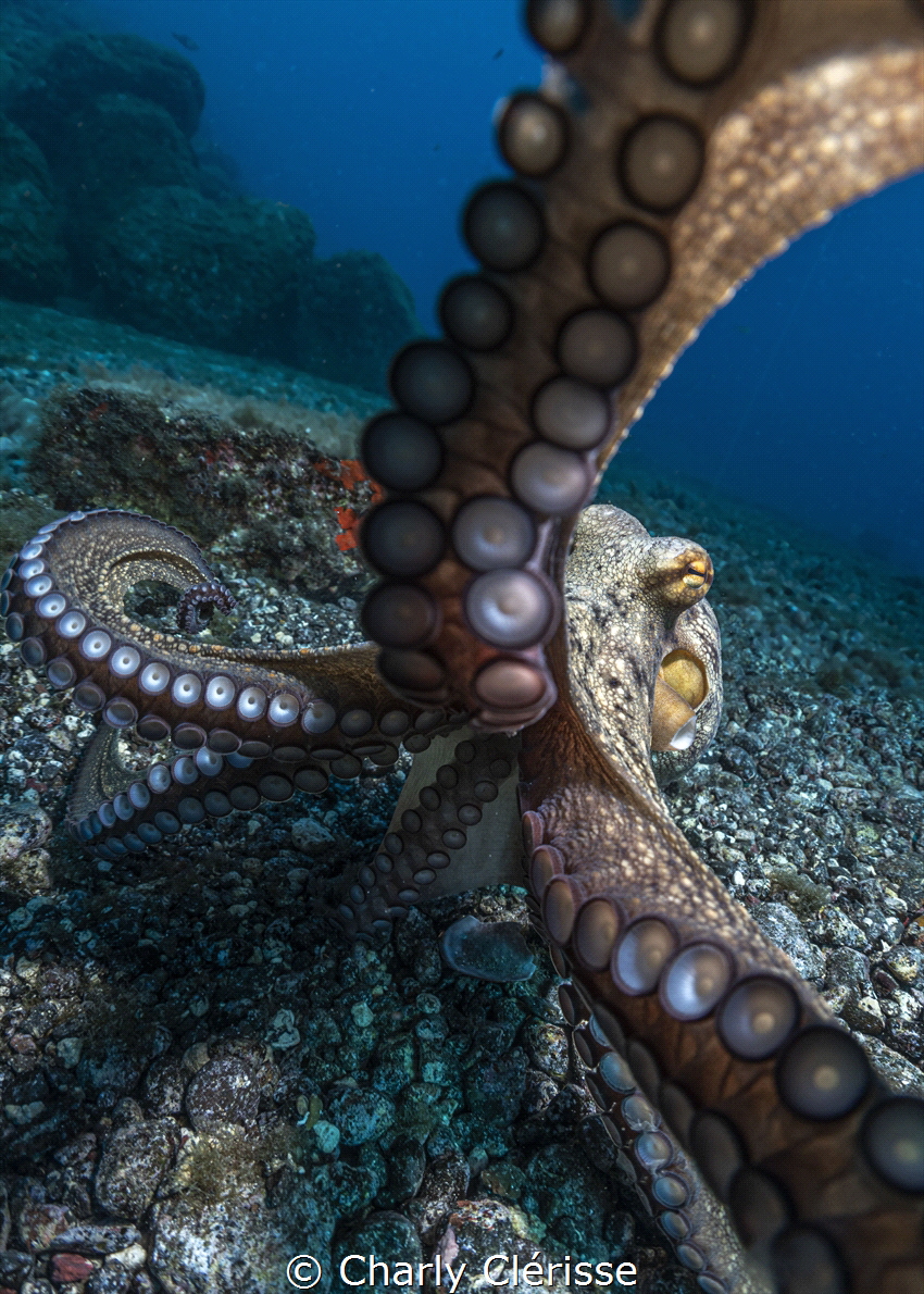 Curious Common Octopus grabbing on my camera while diving... by Charly Clérisse 