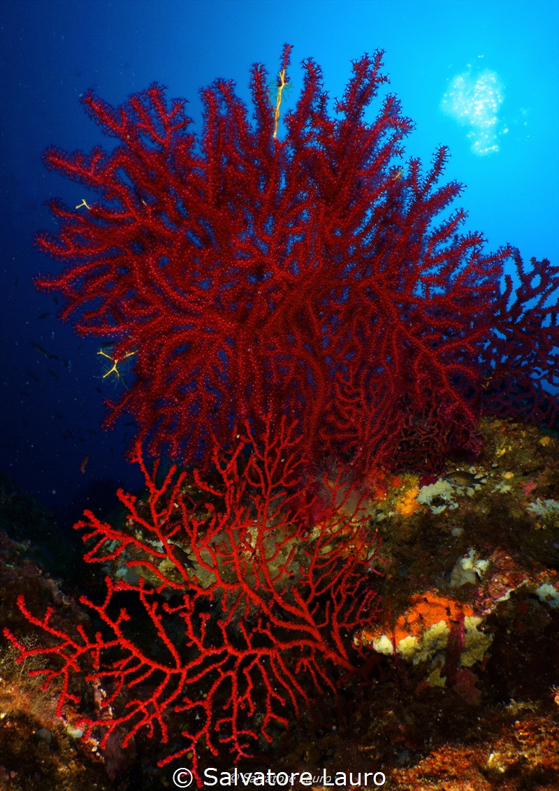 Paramuricea clavata a nice gorgonian not too wide upon by Salvatore Lauro 