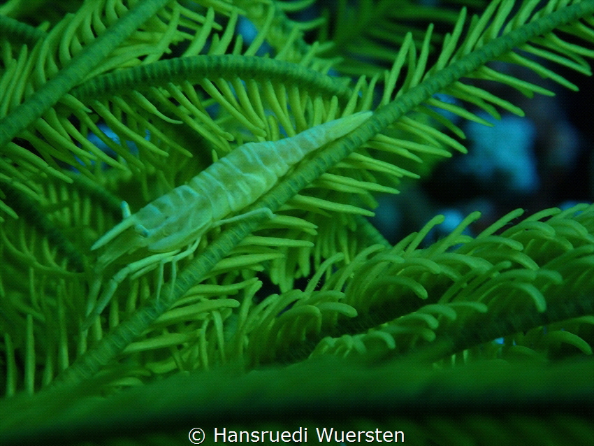 Shrimps on Echinoderms by Hansruedi Wuersten 