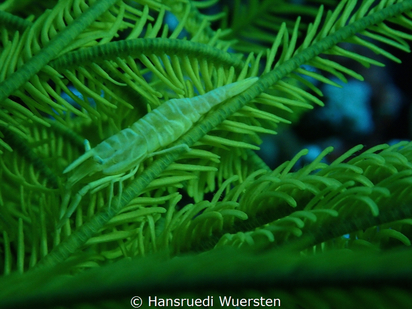 Shrimps on Echinoderms by Hansruedi Wuersten 