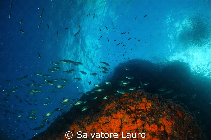 During my second dive I had gained a little deco , I had ... by Salvatore Lauro 
