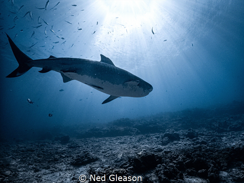 Tiger shark II by Ned Gleason 