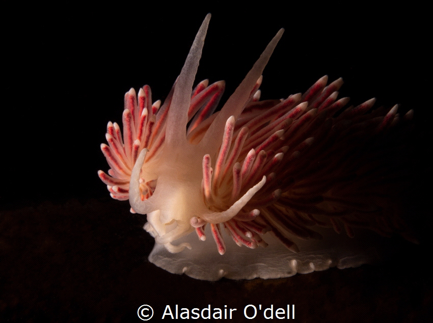 Caronella pellucida is a beautiful nudibranch common to t... by Alasdair O'dell 