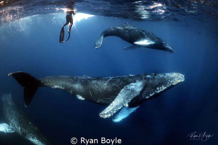 Beautiful encounter with gentle giants. by Ryan Boyle 