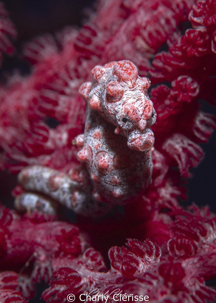 Angry Bargibanti Pigmy Seahorse in Tulamben, Bali. by Charly Clérisse 
