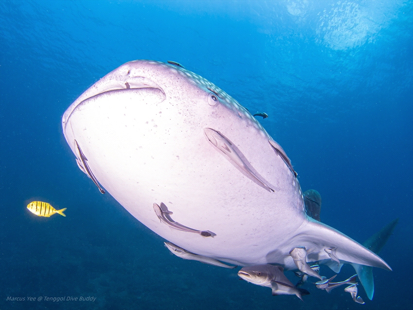 A Cute Whaleshark by Marcus Yee 