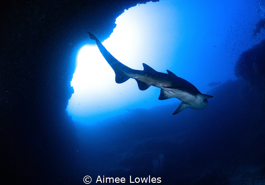 Cathedral diving at the Aliwal Shoal, South Africa. Using... by Aimee Lowles 