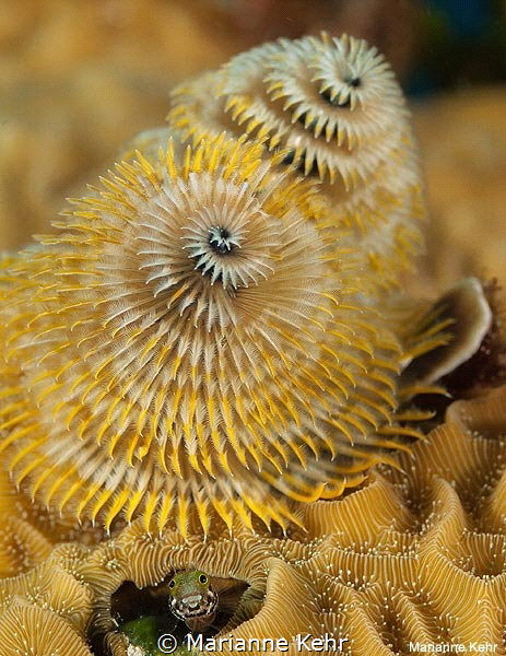 Christmas Tree Worm with a Little fish at base by Marianne Kehr 