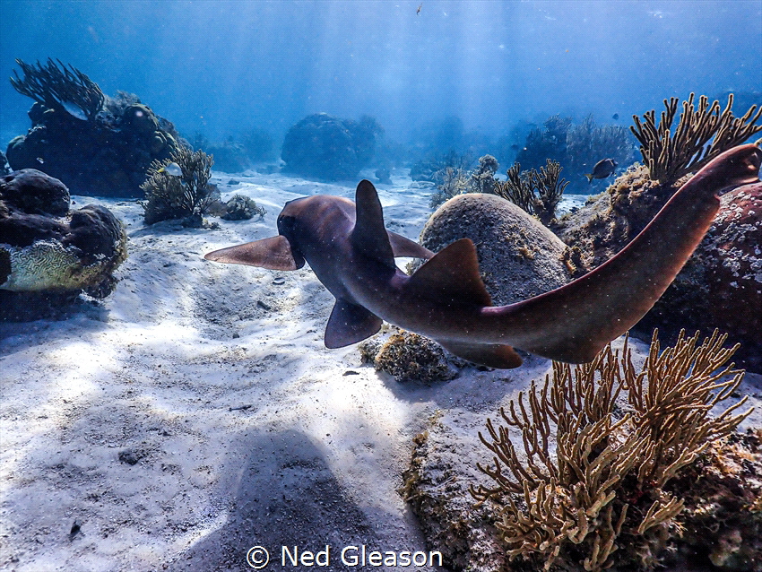 Nurse shark in Belize by Ned Gleason 