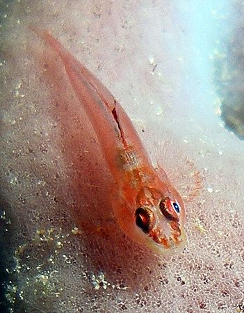 Tiny goby taken at Sharksbay with Olympus SP-350. by Anel Van Veelen 
