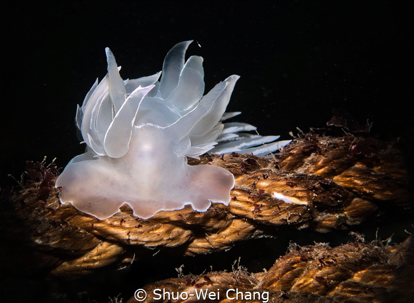 Another photo of Dirona Albolineata, one of my favorite l... by Shuo-Wei Chang 
