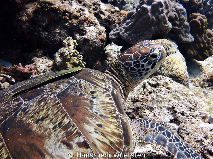 Green turtle with remora fish by Hansruedi Wuersten 