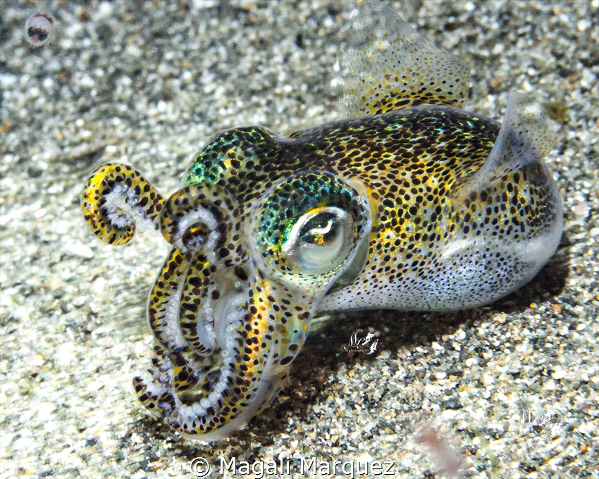 Bobtail squid by Magali Marquez 