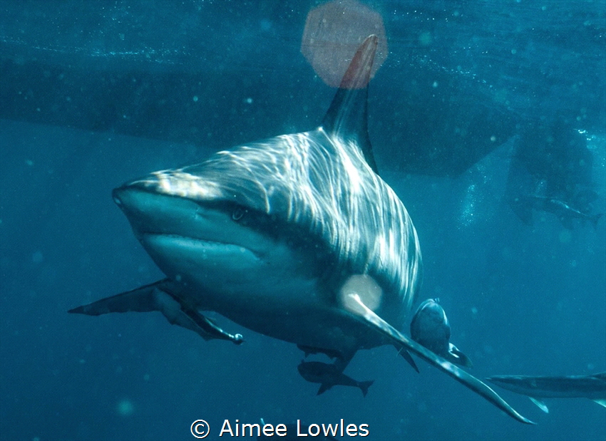 Shark of South Africa by Aimee Lowles 