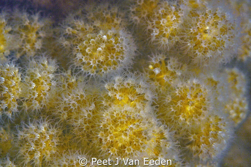 Soft Coral by Peet J Van Eeden 