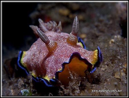14 years of diving in Perhentian Malaysia and still surpr... by Yves Antoniazzo 