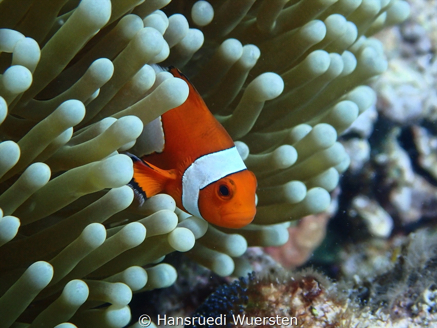 Nemo by Hansruedi Wuersten 