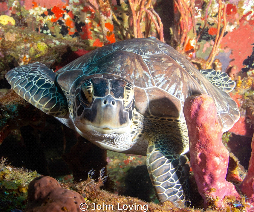 Turtle on the chien Tong wreck St Eustatia by John Loving 