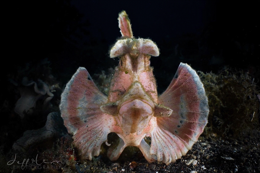 Paddleflap Scorpionfish in Tulamben by Jeffrey Lim 