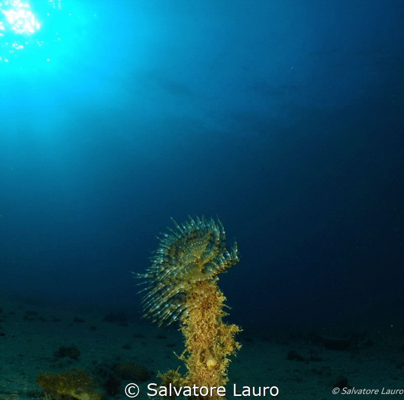 a shore dive…..lovely Spirographis Spallanzani by Salvatore Lauro 