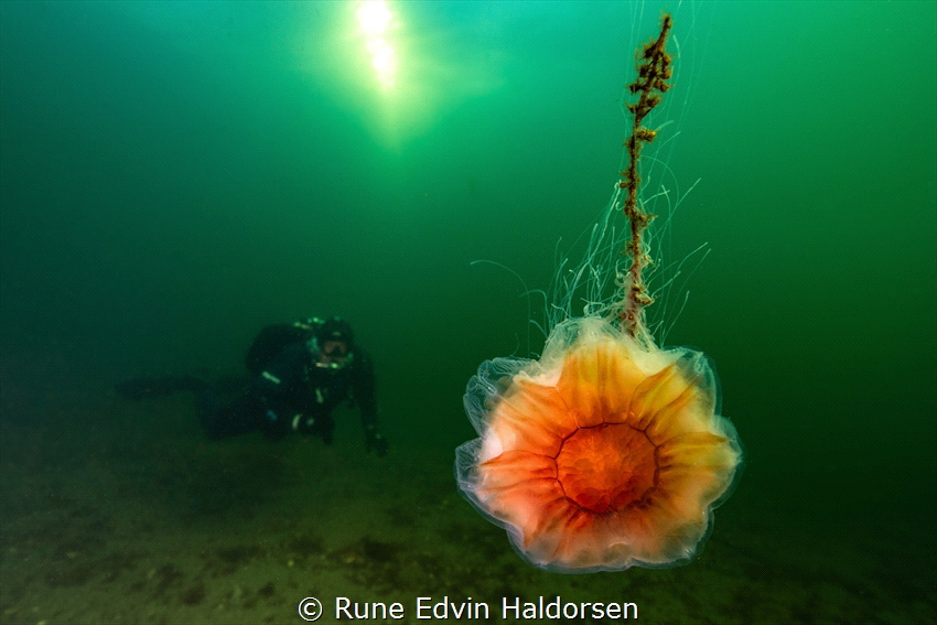 A lions mane jelly is drifting trough the narrowest strai... by Rune Edvin Haldorsen 