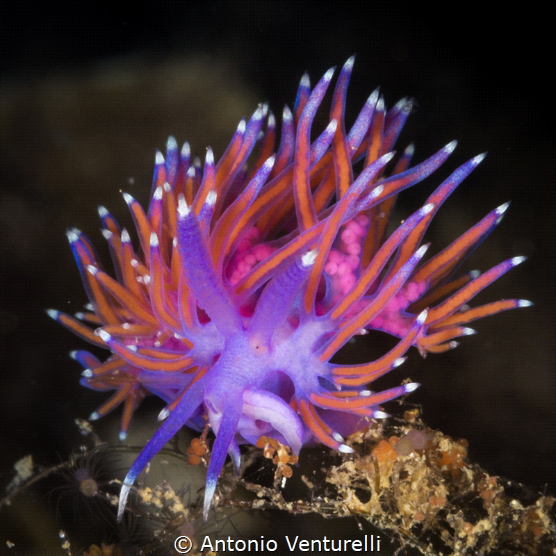 Flabellina affinis, iconic nudibranch species of Mediterr... by Antonio Venturelli 