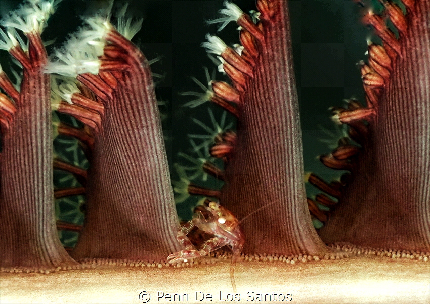 Porcelain crab on a sea pen. by Penn De Los Santos 