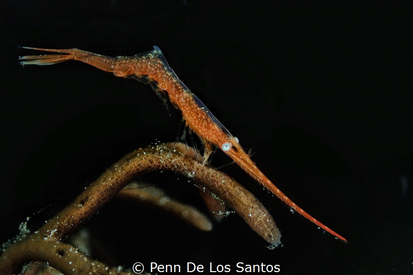 Saw blade shrimp by Penn De Los Santos 