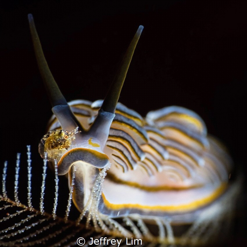 An amphipod riding on a donut nudi’s nose by Jeffrey Lim 