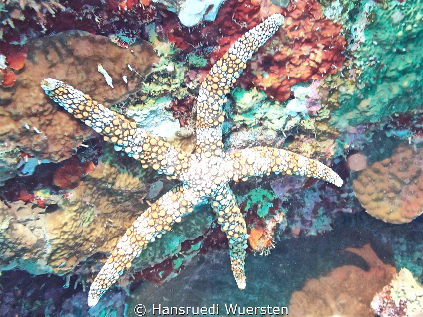 Starfish by Hansruedi Wuersten 