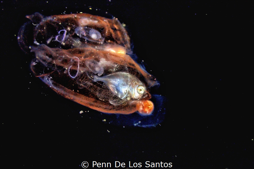 Drift fish hiding inside a salp by Penn De Los Santos 