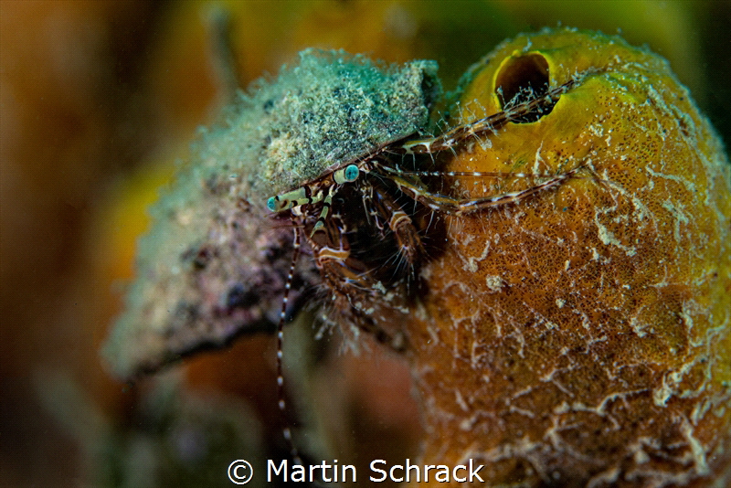 Hermit crab spotted on a yellow sponge coral in Croatia.... by Martin Schrack 