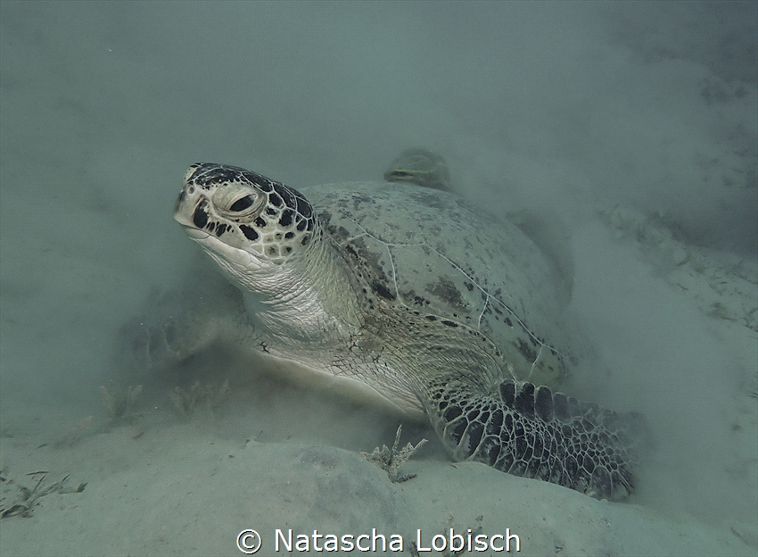turtle marsa shouni by Natascha Lobisch 