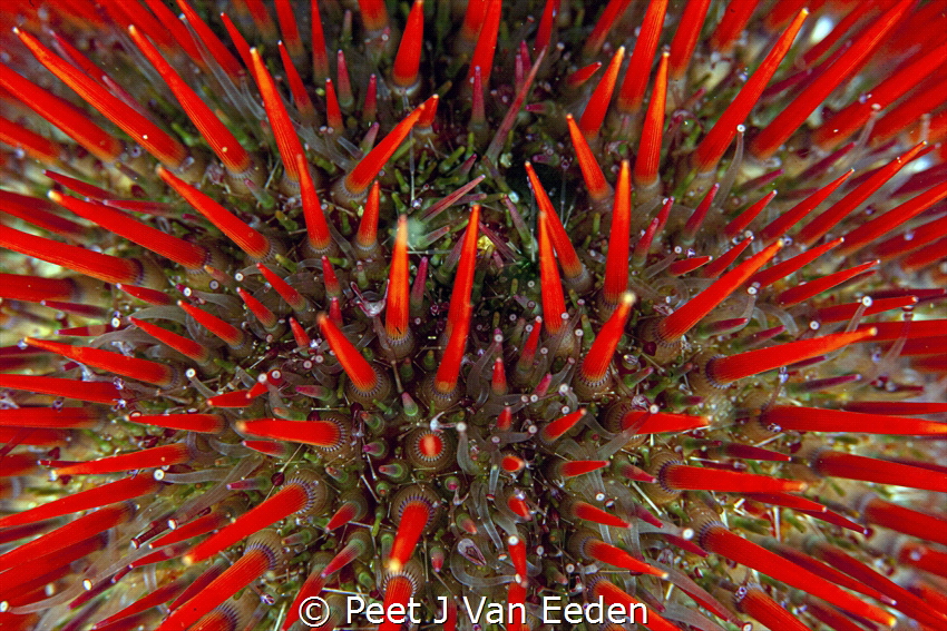 A thorny beauty
Cape Urchins can also be beautiful by Peet J Van Eeden 
